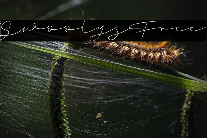 Swootys Free Example 1