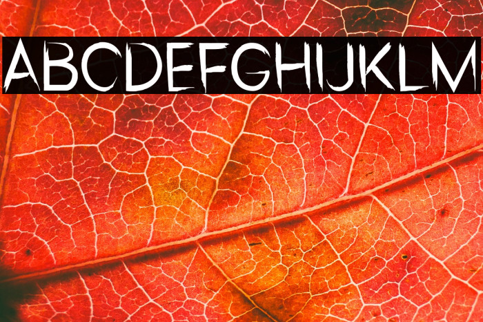 Sxuidz Bold Example 3