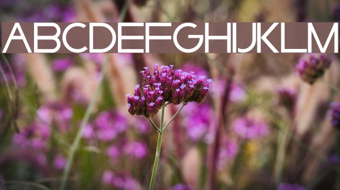 Syarpfiqr  Sans Example 1