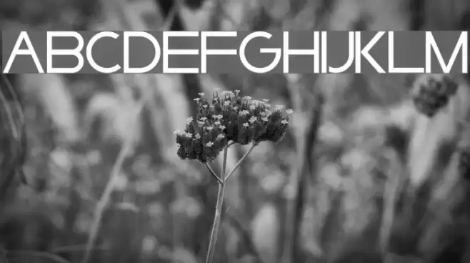 Syarpfiqr  Sans Font examples