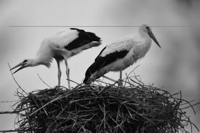 Symbols1 Font examples