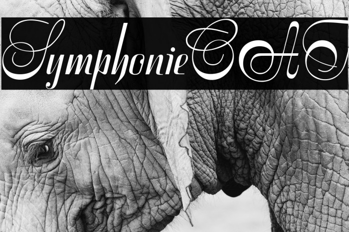 SymphonieCAT Font examples