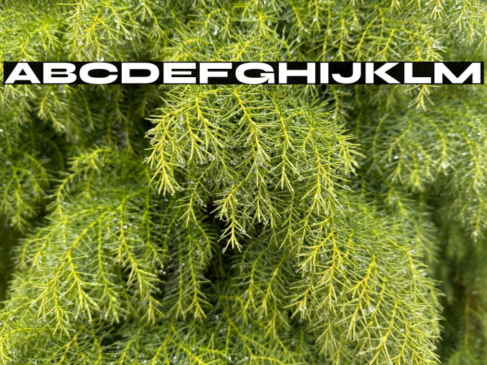 Syne Extra Example 1