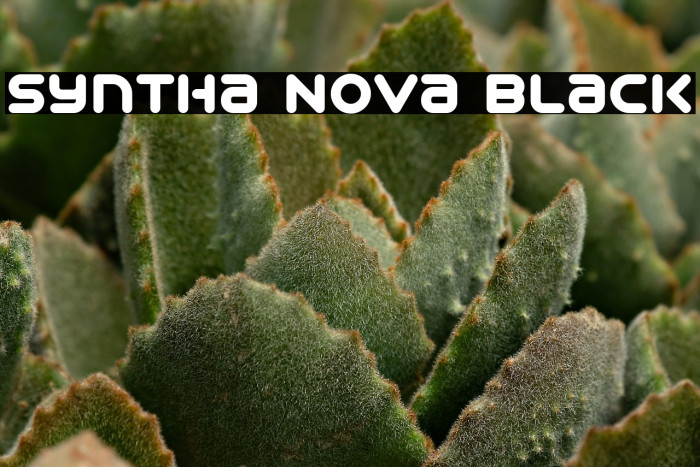 Syntha Nova Black Example 1