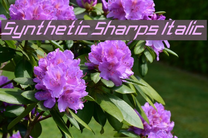 Synthetic Sharps Italic Font examples