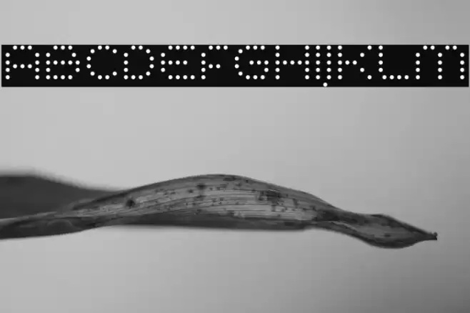 SynthetiqueOT Font examples