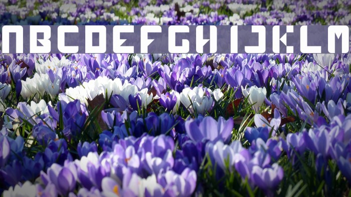 sympul Regular Font examples