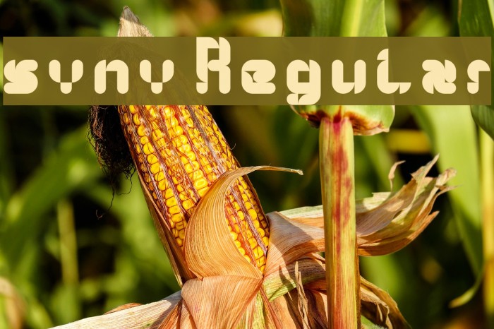 syny! Regular Example 2