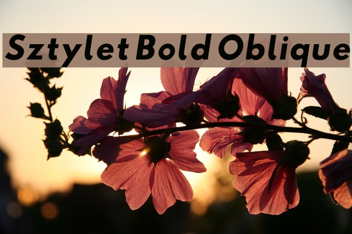 Sztylet Bold Oblique Font examples