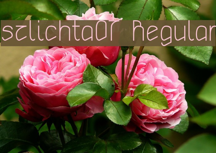 szlichta07 Regular Font examples