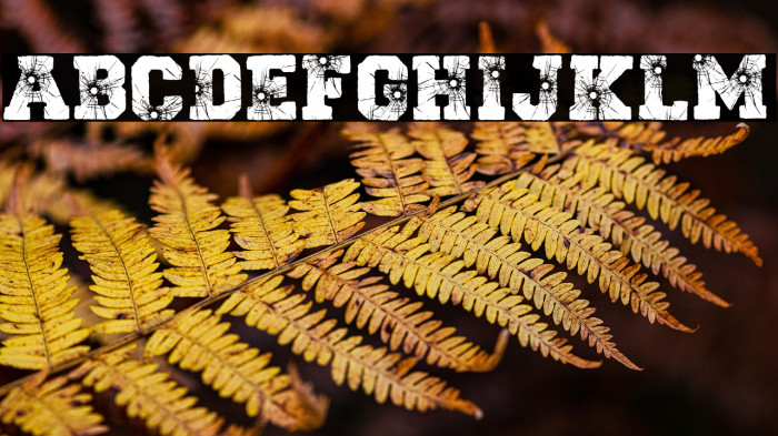 TAKE A SHOT PERSONAL USE Regular Example 2