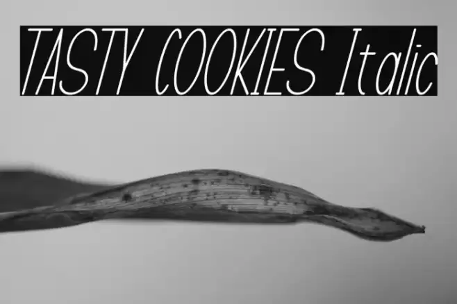 TASTY COOKIES Italic Caratteri examples