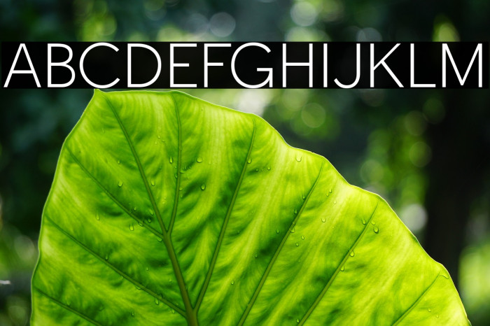 Tabarra Light Font examples