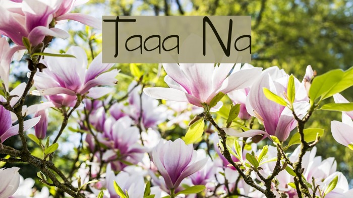 Tabatha Normal Font examples