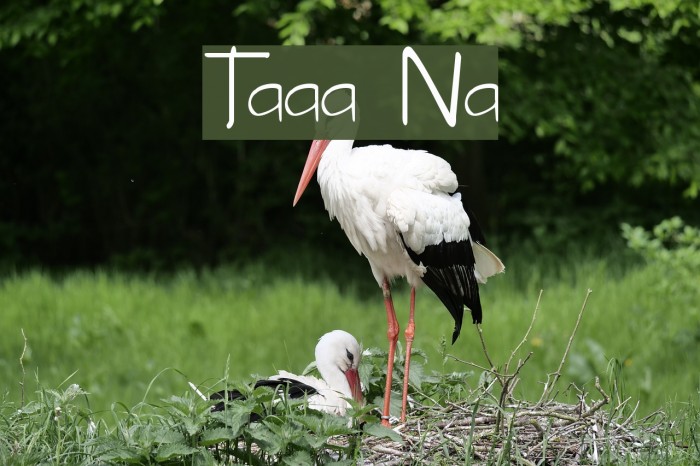 Tabatha Normal Font examples