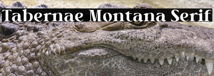 Tabernae Montana Serif Example 1