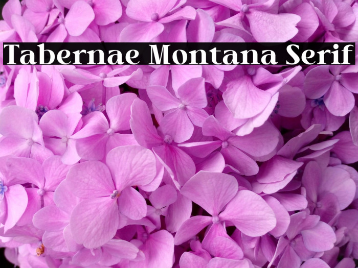 Tabernae Montana Serif Example 2