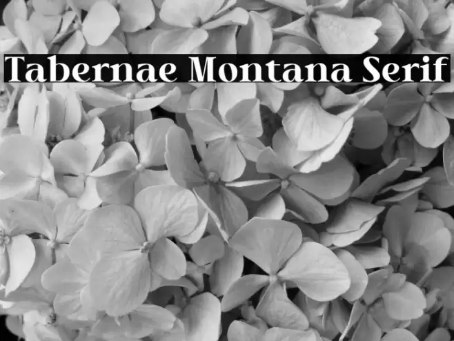 Tabernae Montana Serif 字体 examples