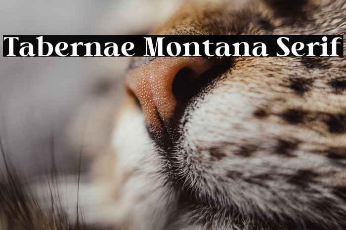 Tabernae Montana Serif Example 3