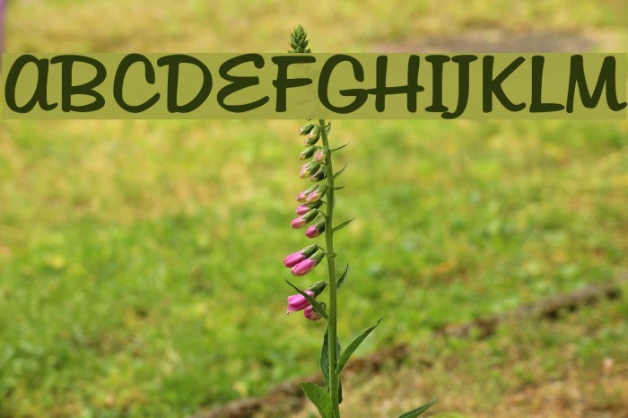 Tabitha Font examples