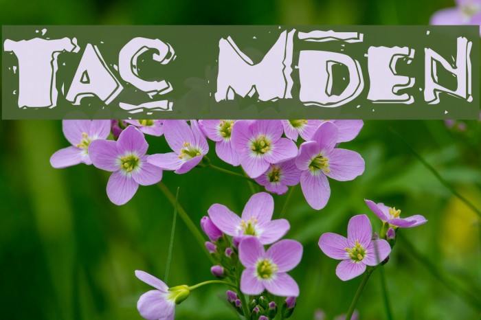 Taco Modern Font examples