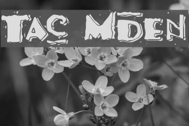 Taco Modern Fonte examples