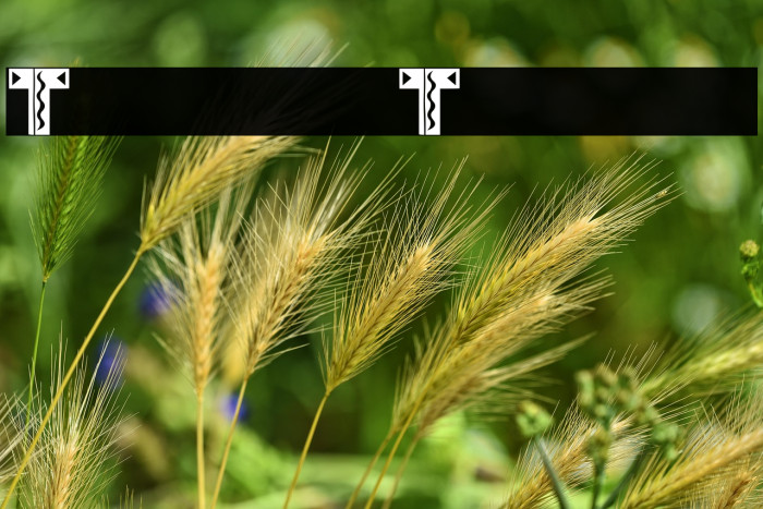 Tacos de Tijuana Example 1