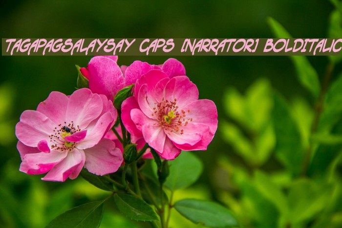 Tagapagsalaysay Caps [Narrator] BoldItalic Example 2