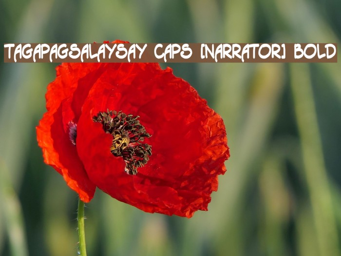 Tagapagsalaysay Caps [Narrator] Bold Example 3