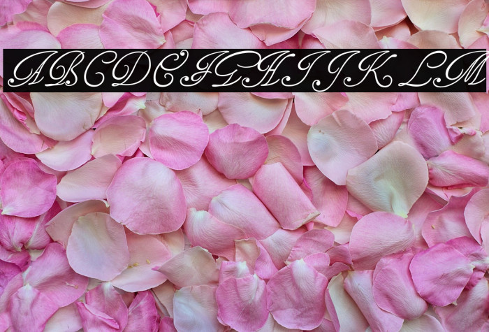 TagettesPlus Example 1