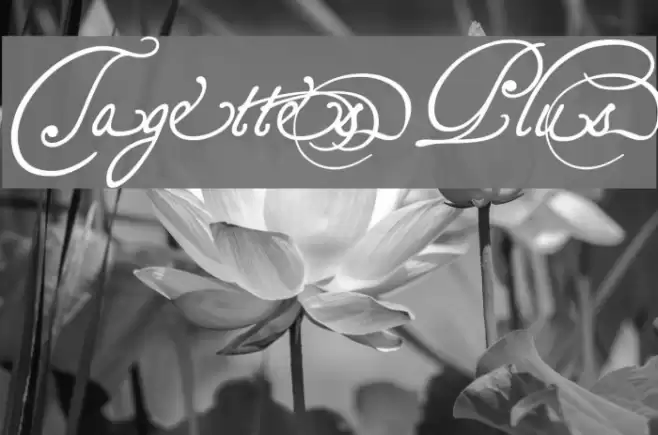 TagettesPlus Font examples