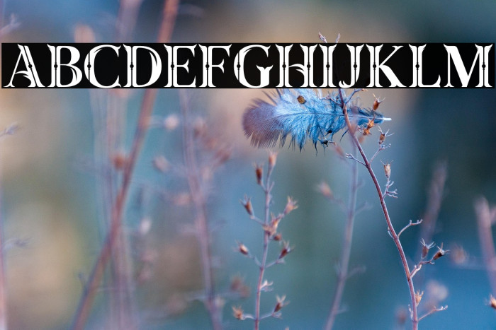 Taiganja Type Example 3