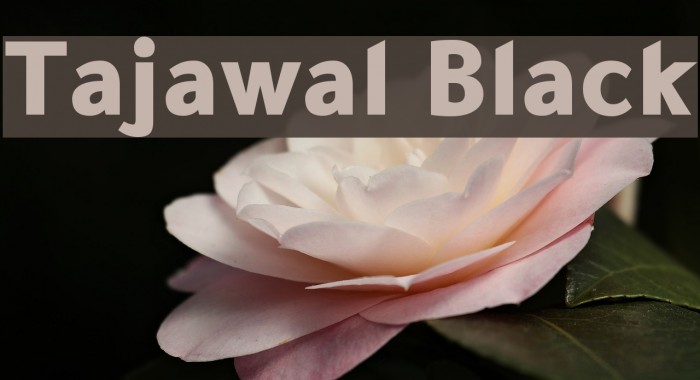 Tajawal Black Font examples