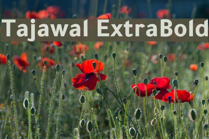 Tajawal ExtraBold Font examples