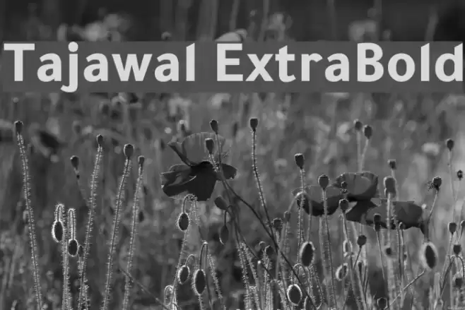 Tajawal ExtraBold Font examples