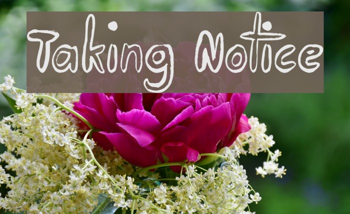 Taking Notice لخطوط تنزيل examples