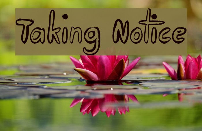 Taking Notice لخطوط تنزيل examples