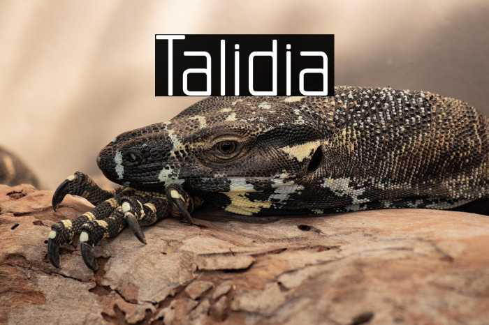 Talidia Example 2