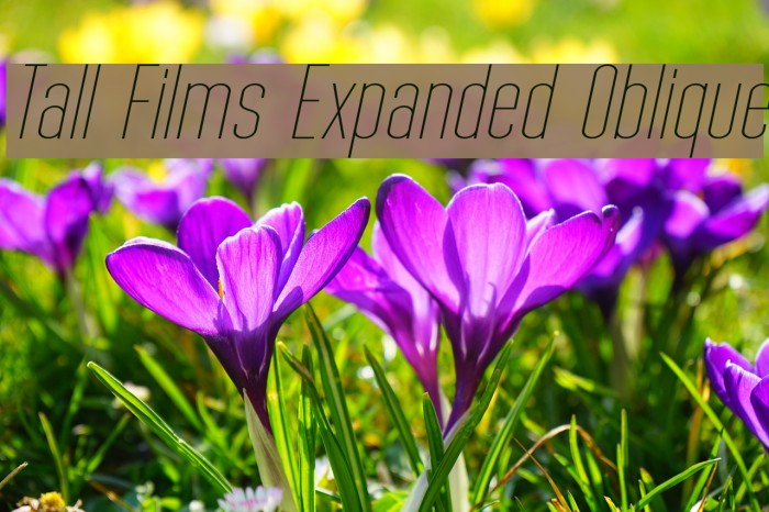 Tall Films Expanded Oblique Font examples