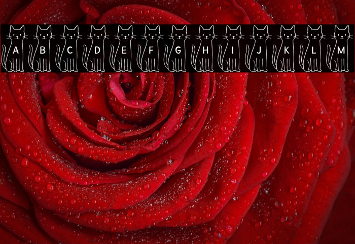 TallCatShortCat Example 2