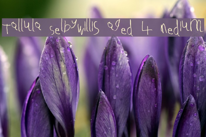 Tallula SelbyWillis aged 4 Medium Fonte examples