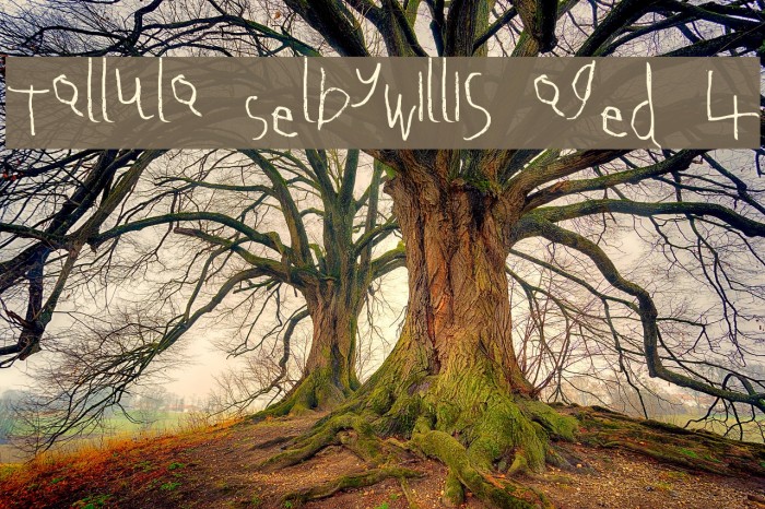 Tallula SelbyWillis aged 4 Font examples