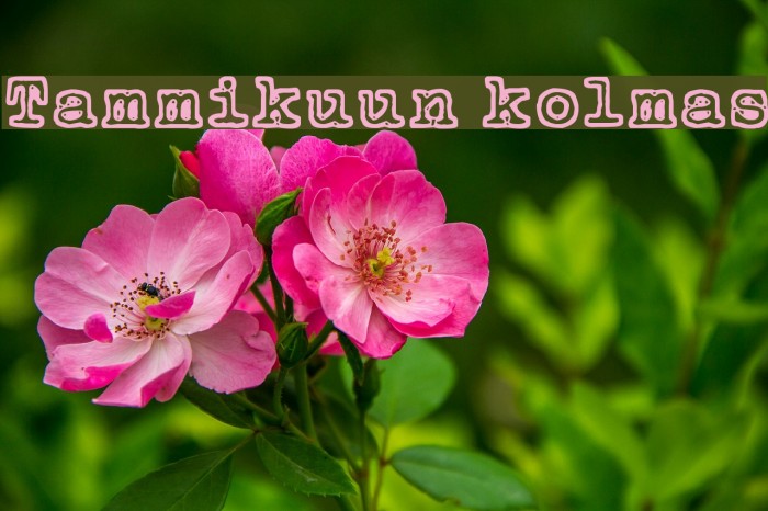 Tammikuun kolmas Font examples