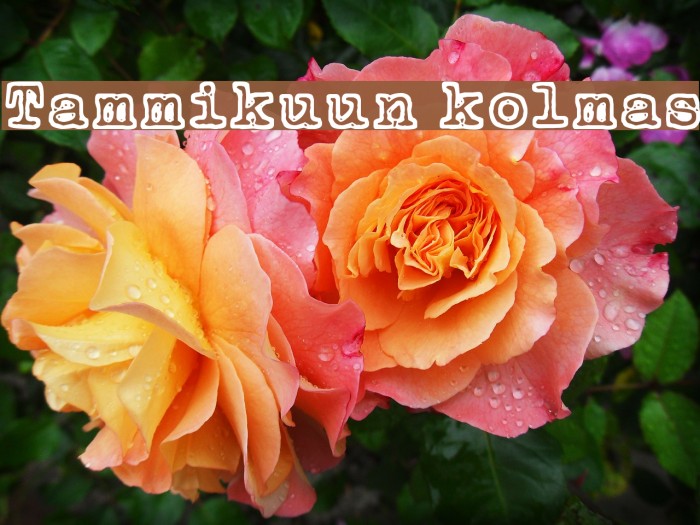 Tammikuun kolmas Font examples