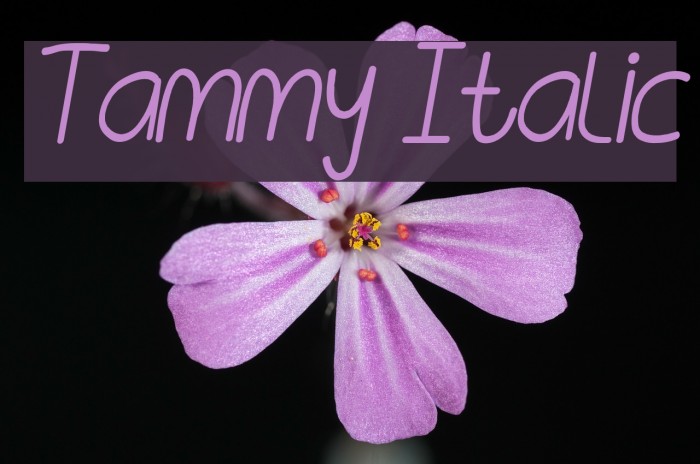 Tammy Italic Font examples