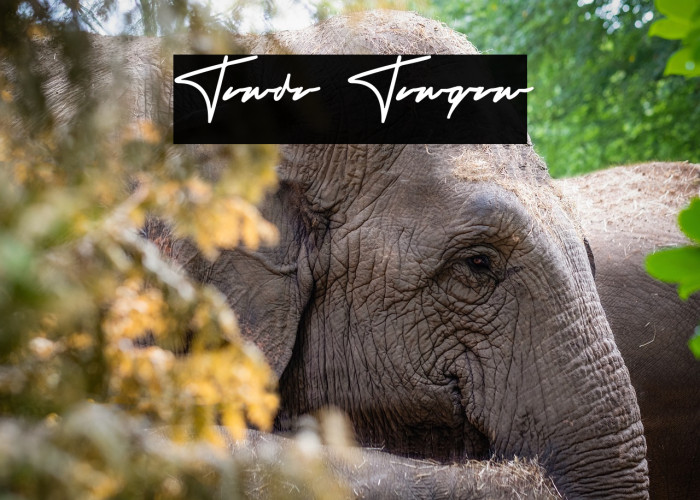 Tanda Tangan Example 3