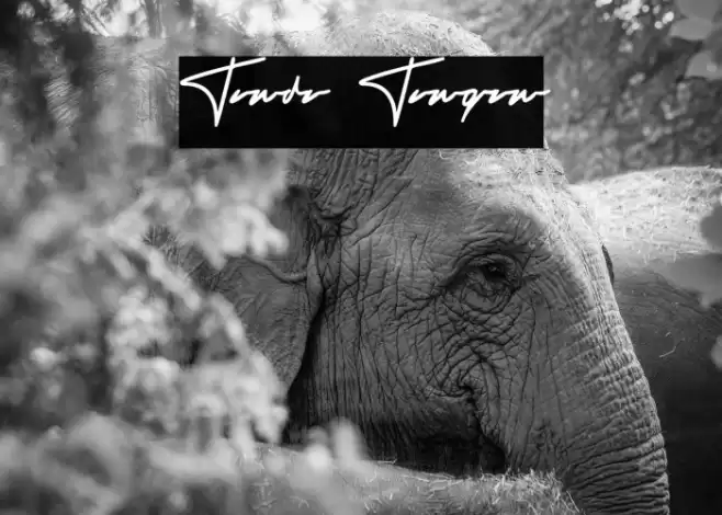 Tanda Tangan Font examples