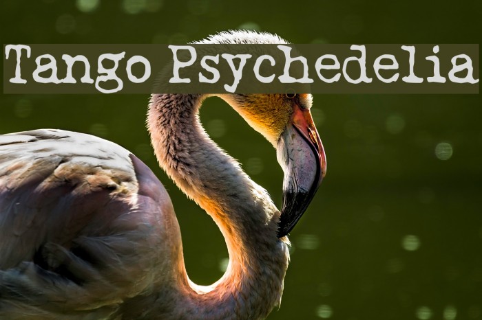 Tango Psychedelia Font examples