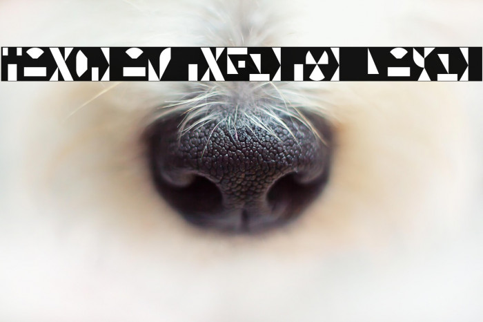 Tangram Inferior Layer Example 2