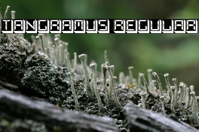 Tangramus Regular Example 2